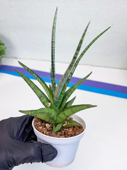 Sansevieria Hybrid Kasih (#H2) | Snake Plant | Rare Imported Plants