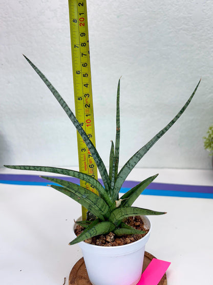 Sansevieria Hybrid Kasih (#H2) | Snake Plant | Rare Imported Plants