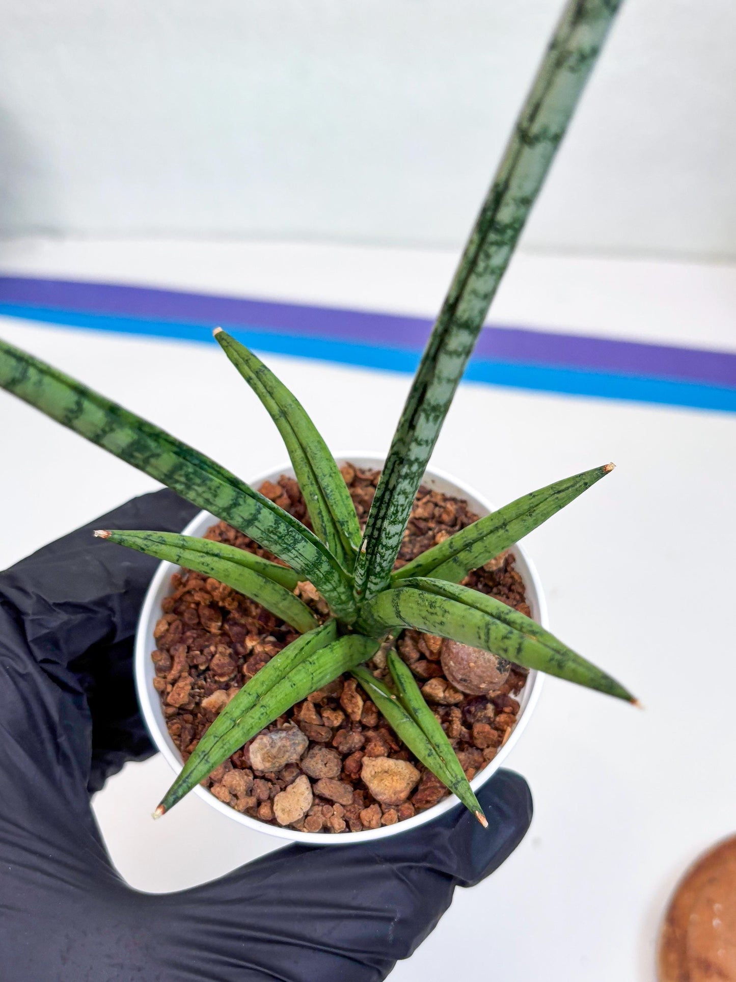 Sansevieria Kasih (Ha2) (B) | Snake Plant