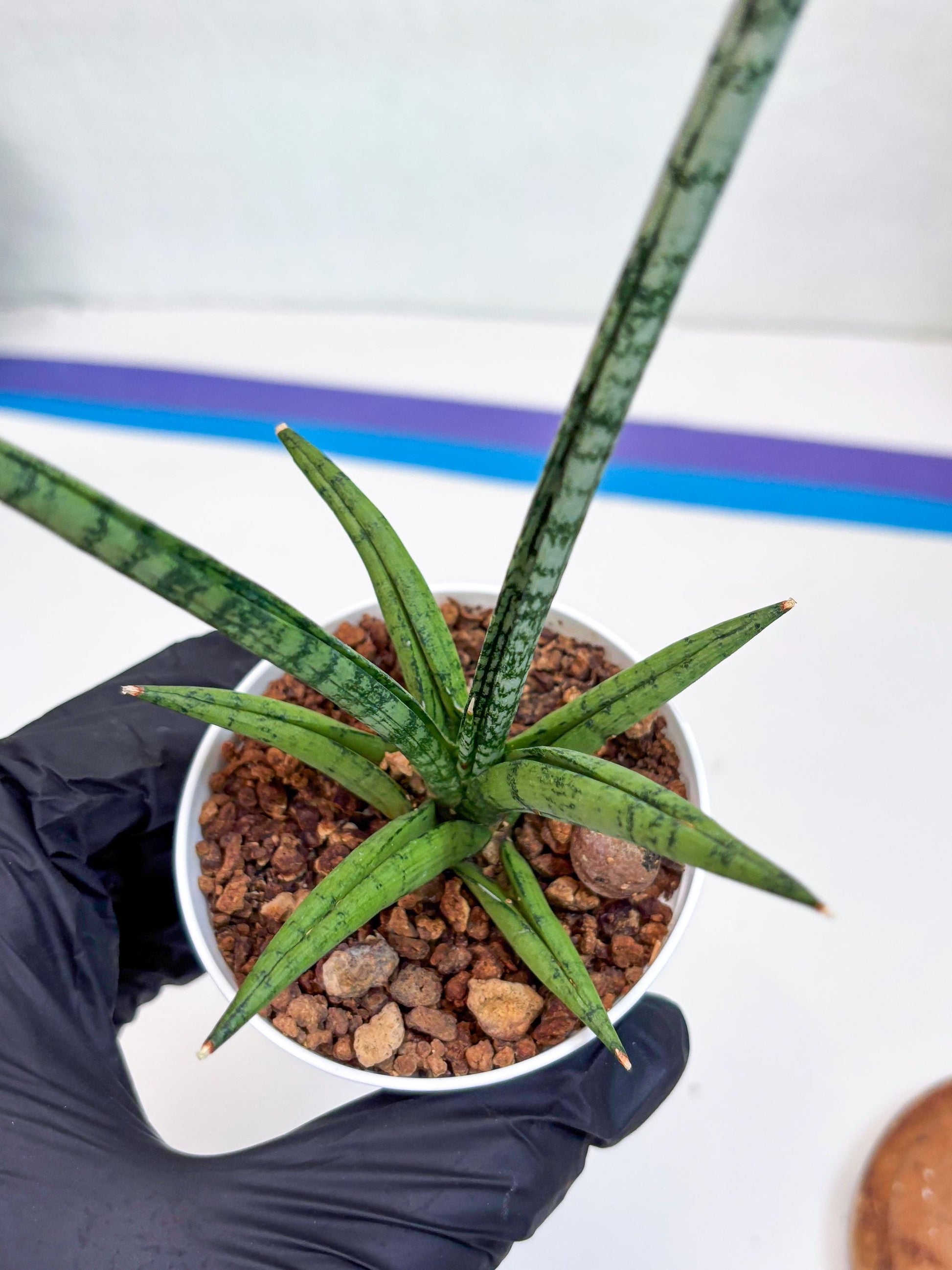 Sansevieria Kasih (Ha2) (B) | Snake Plant