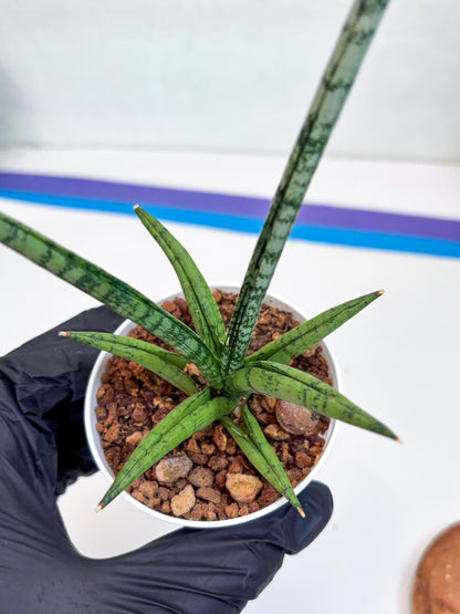 Sansevieria Kasih (Ha2) (B) | Snake Plant