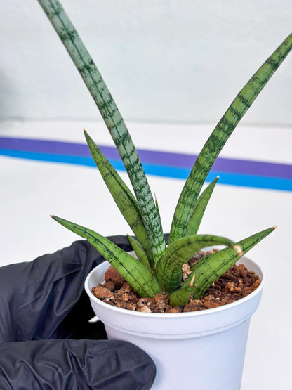 Sansevieria Kasih (Ha2) (B) | Snake Plant
