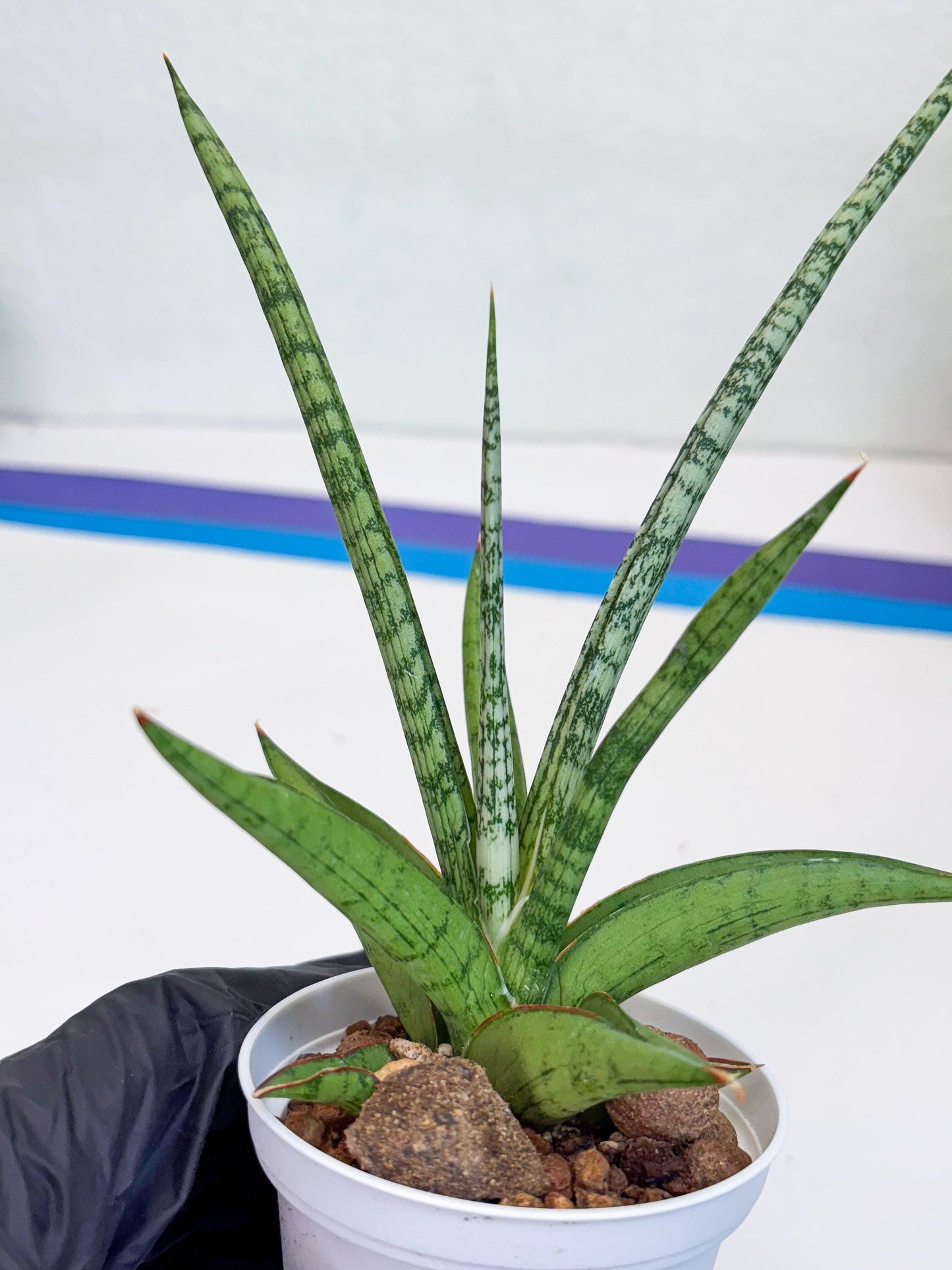 Sansevieria Kasih (Ha2) (P) | Snake Plant