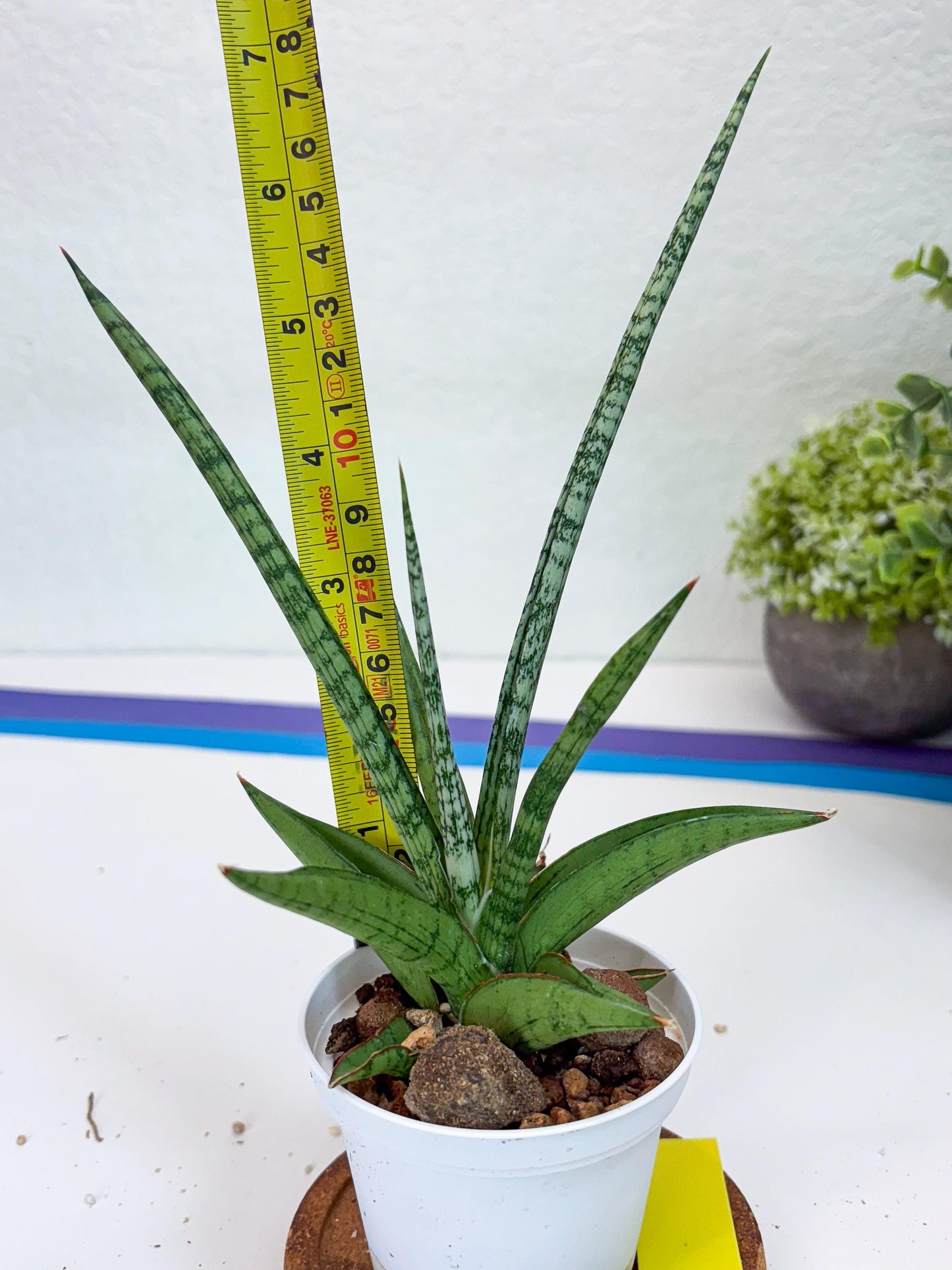 Sansevieria Kasih (Ha2) (P) | Snake Plant