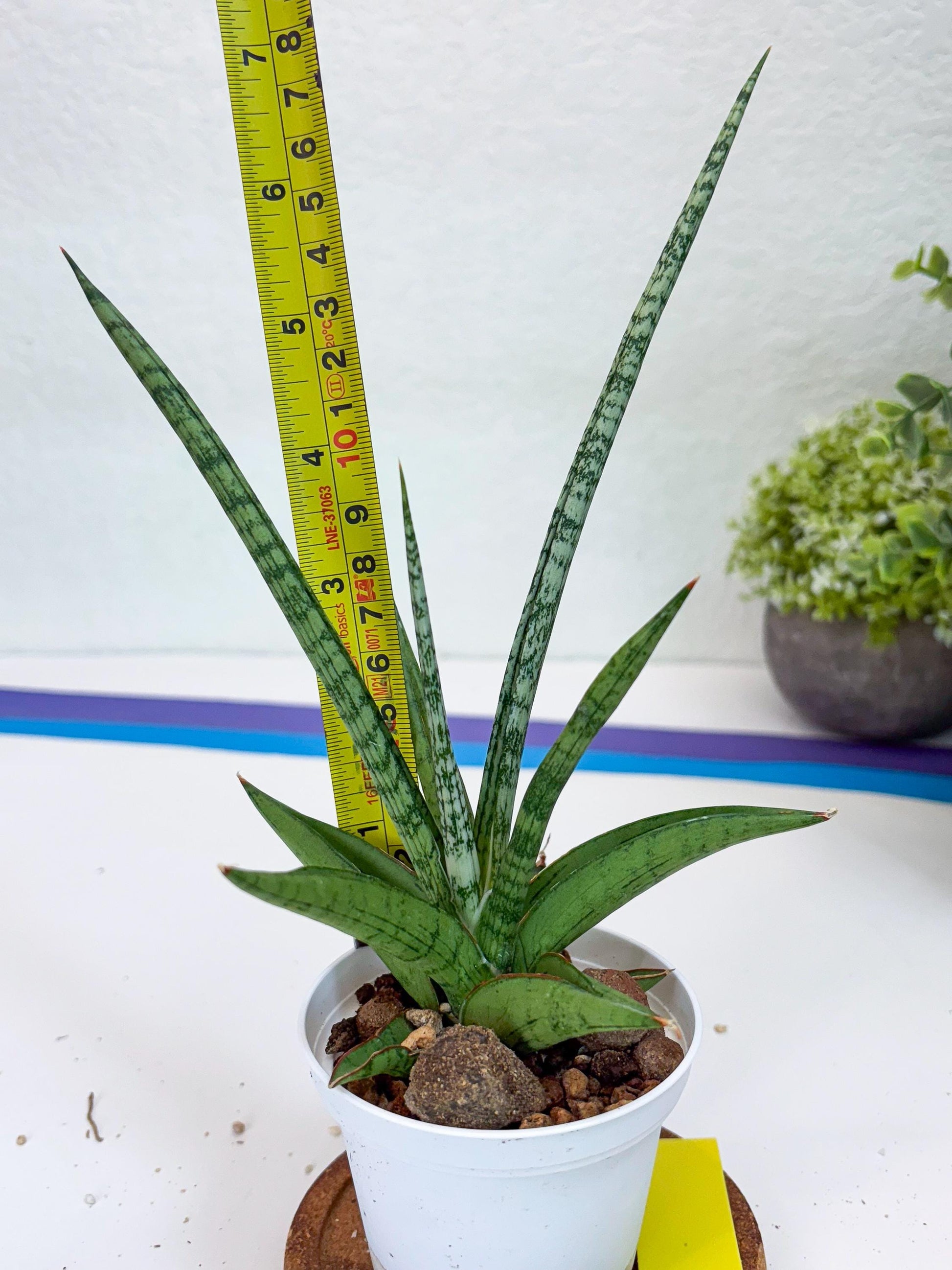 Sansevieria Kasih (Ha2) (P) | Snake Plant