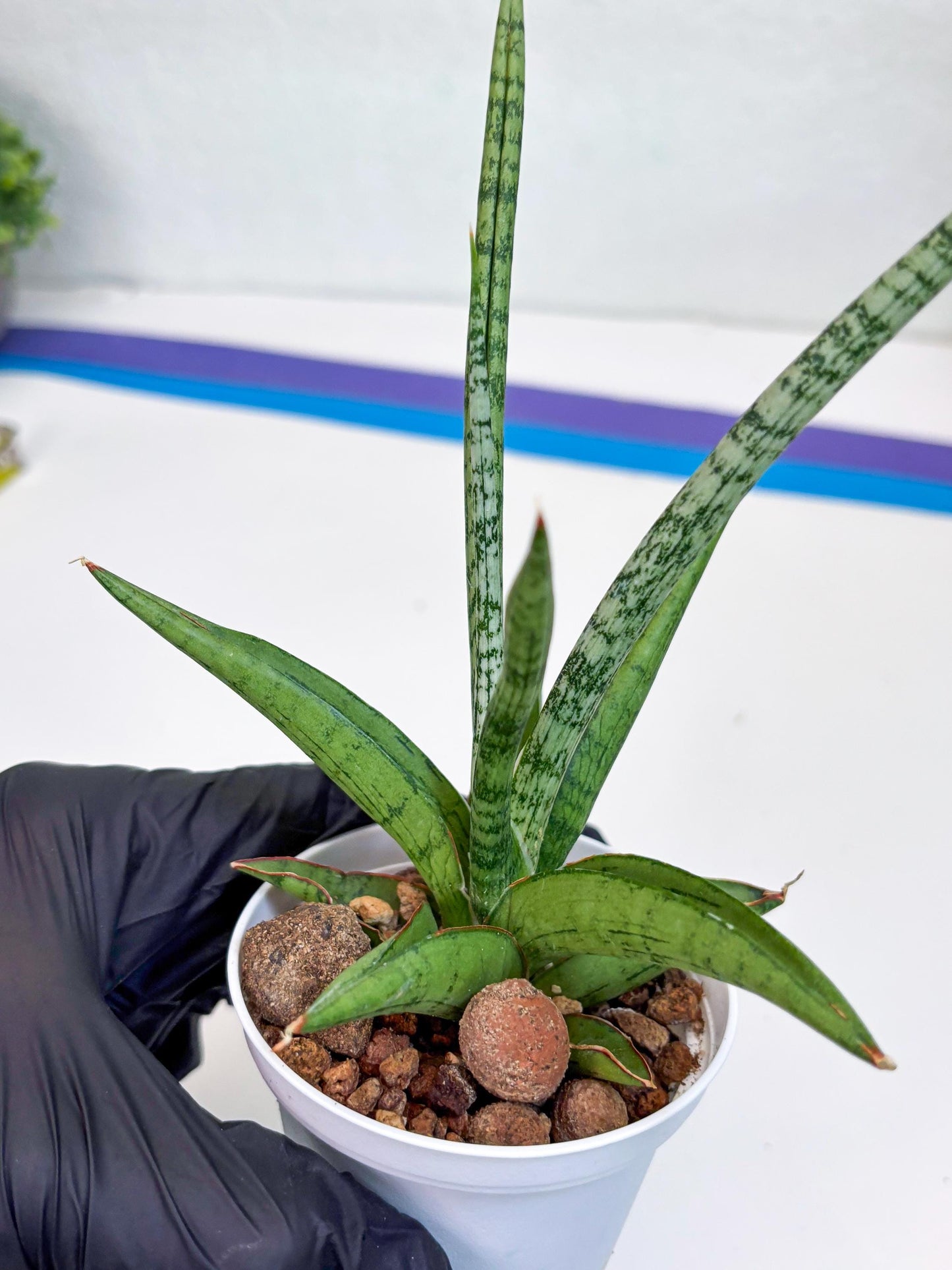 Sansevieria Kasih (Ha2) (P) | Snake Plant