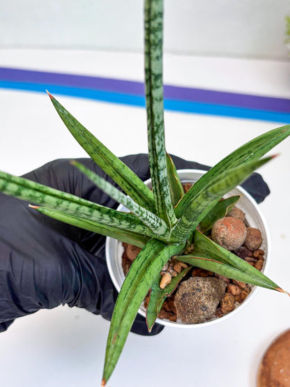 Sansevieria Kasih (Ha2) (P) | Snake Plant
