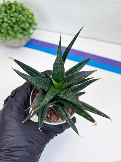Sansevieria Blorong (#H4) | Rare Imported House Plants | Rare Snake Plant