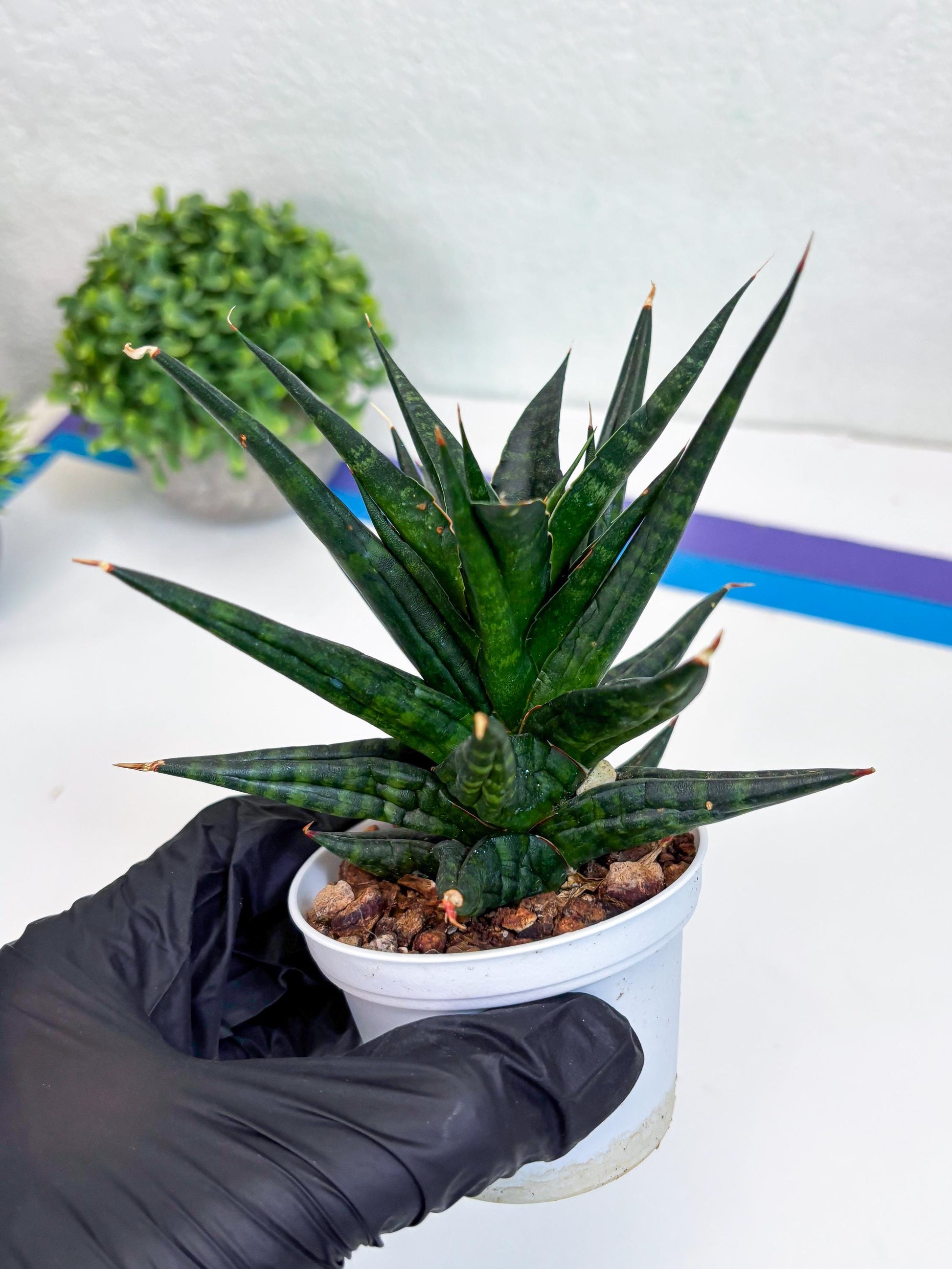 Sansevieria Blorong (#H4) | Rare Imported House Plants | Rare Snake Plant