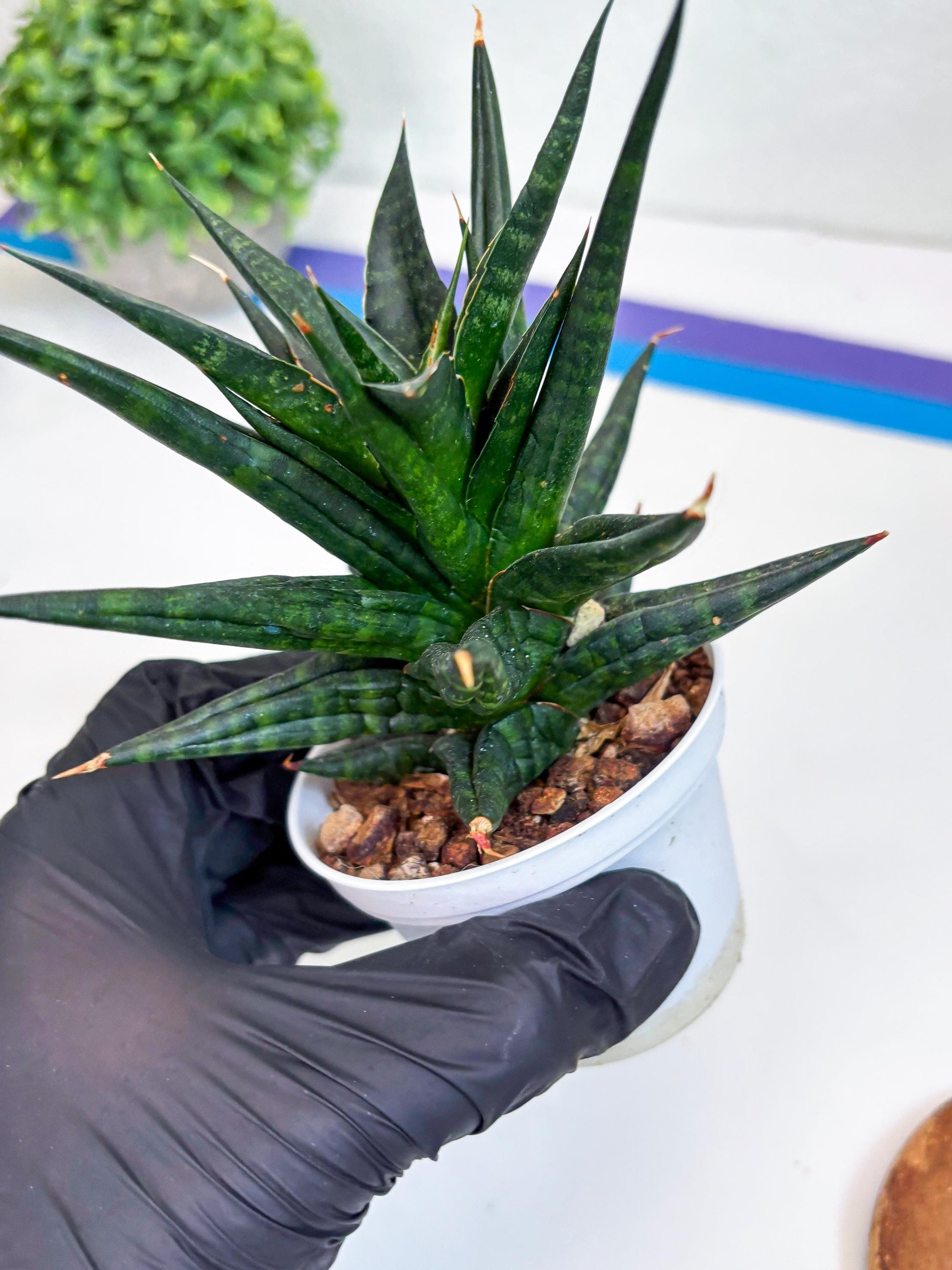 Sansevieria Blorong (#H4) | Rare Imported House Plants | Rare Snake Plant