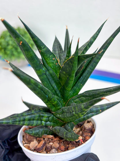 Sansevieria Blorong (#H4) | Rare Imported House Plants | Rare Snake Plant