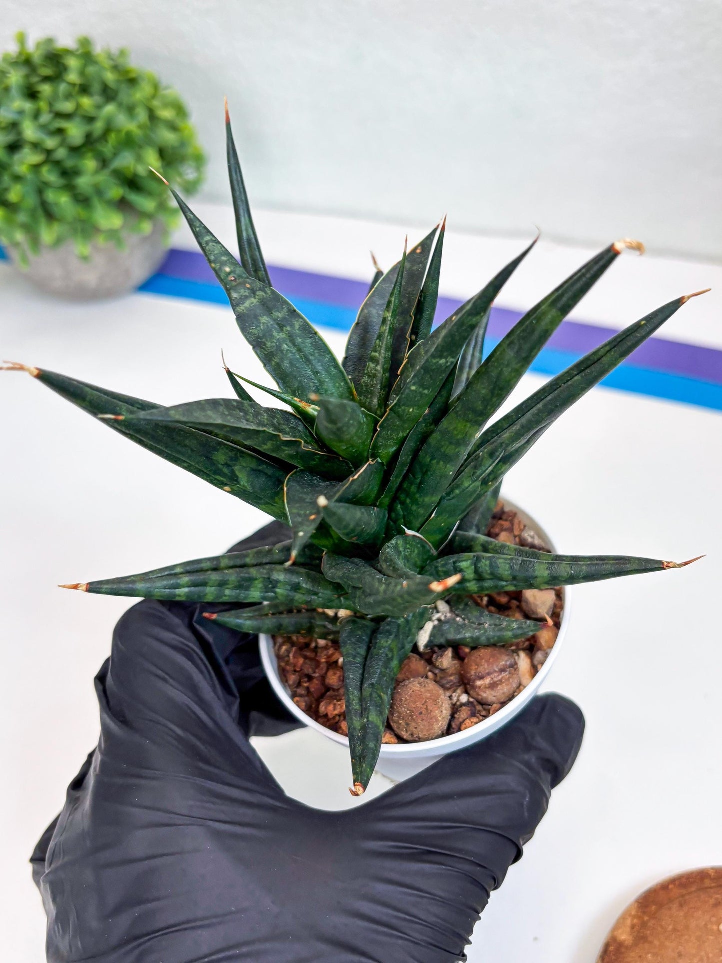 Sansevieria Blorong (#H4) | Rare Imported House Plants | Rare Snake Plant