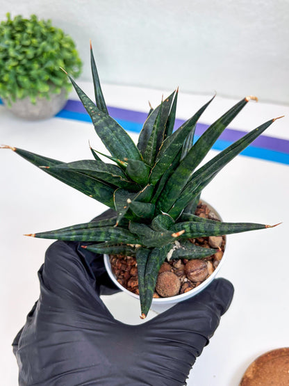 Sansevieria Blorong (#H4) | Rare Imported House Plants | Rare Snake Plant