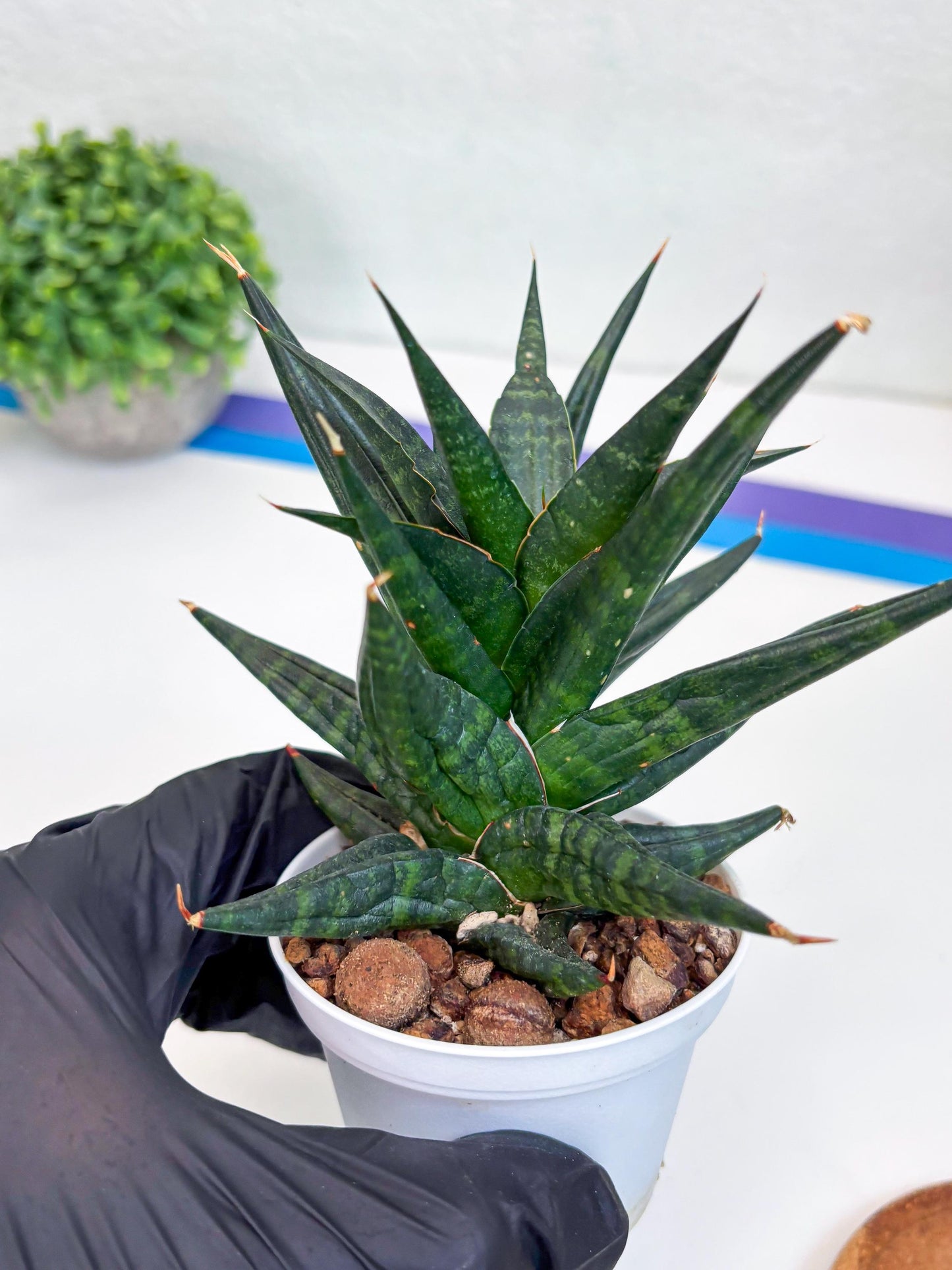 Sansevieria Blorong (#H4) | Rare Imported House Plants | Rare Snake Plant