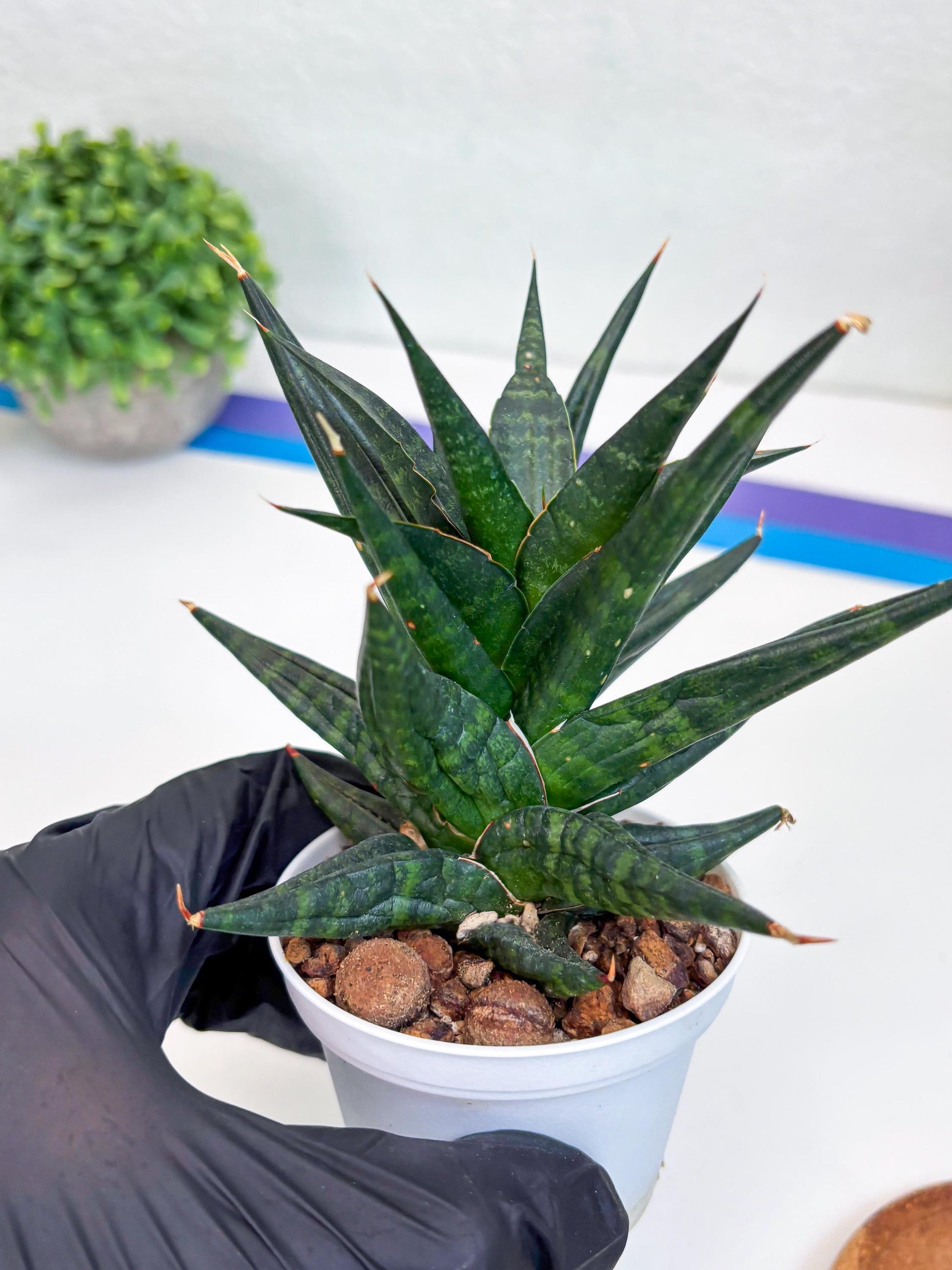 Sansevieria Blorong (#H4) | Rare Imported House Plants | Rare Snake Plant