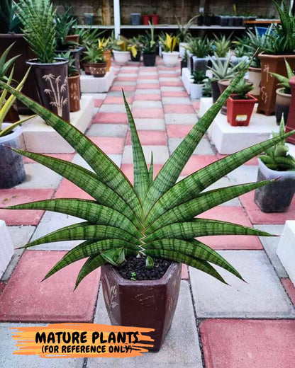 Sansevieria Anjani (Ha5) (p) | Snake Plant