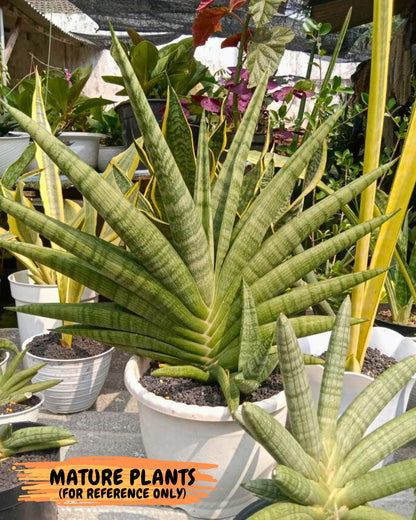 Sansevieria Anjani (Ha5) (y) | Snake Plant