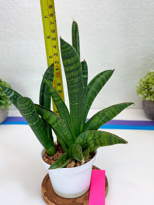 Sansevieria Anjani (Ha5) (p) | Snake Plant