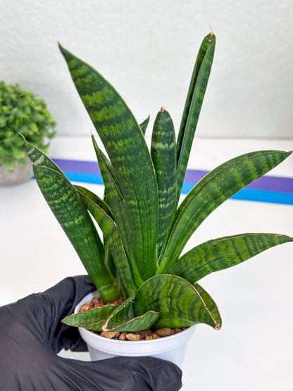 Sansevieria Anjani (Ha5) (p) | Snake Plant