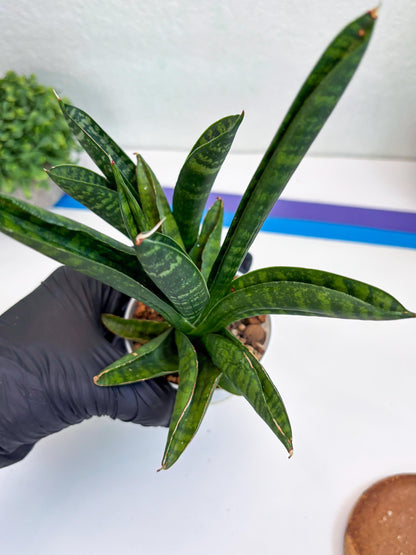 Sansevieria Anjani (Ha5) (p) | Snake Plant