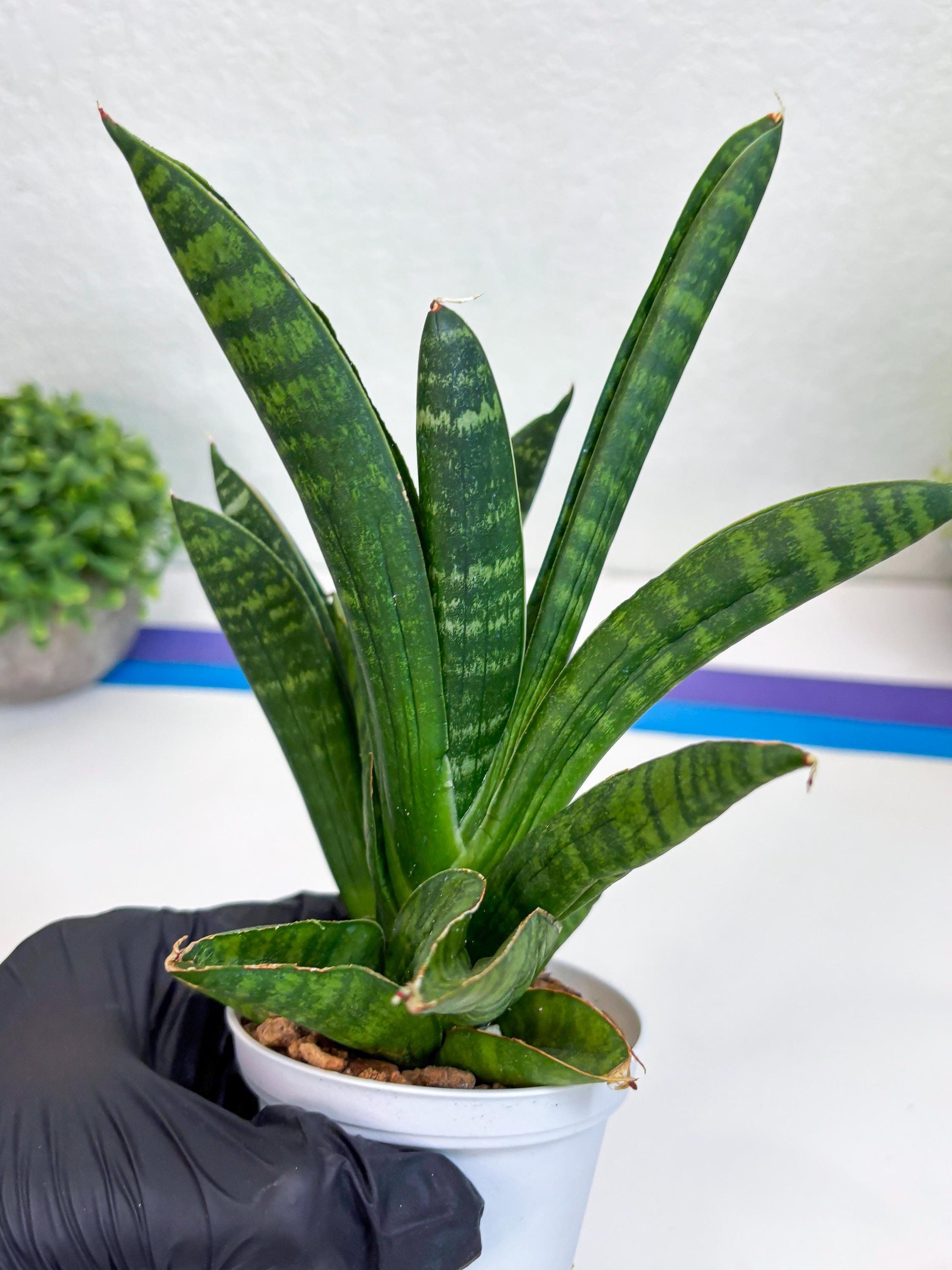Sansevieria Anjani (Ha5) (p) | Snake Plant