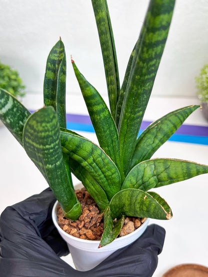 Sansevieria Anjani (Ha5) (p) | Snake Plant