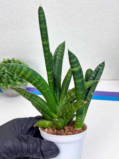 Sansevieria Anjani (Ha5) (p) | Snake Plant