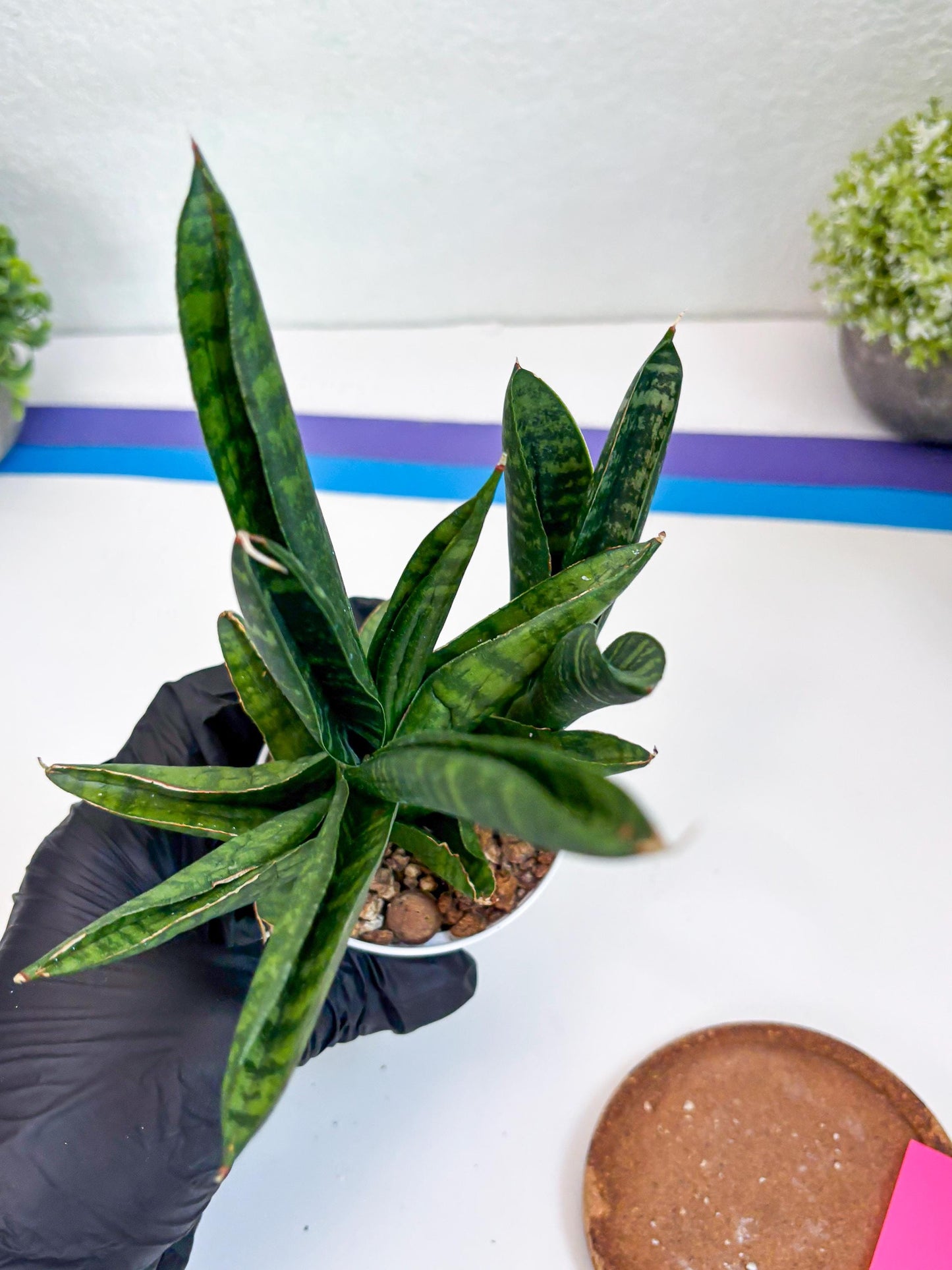 Sansevieria Anjani (Ha5) (p) | Snake Plant