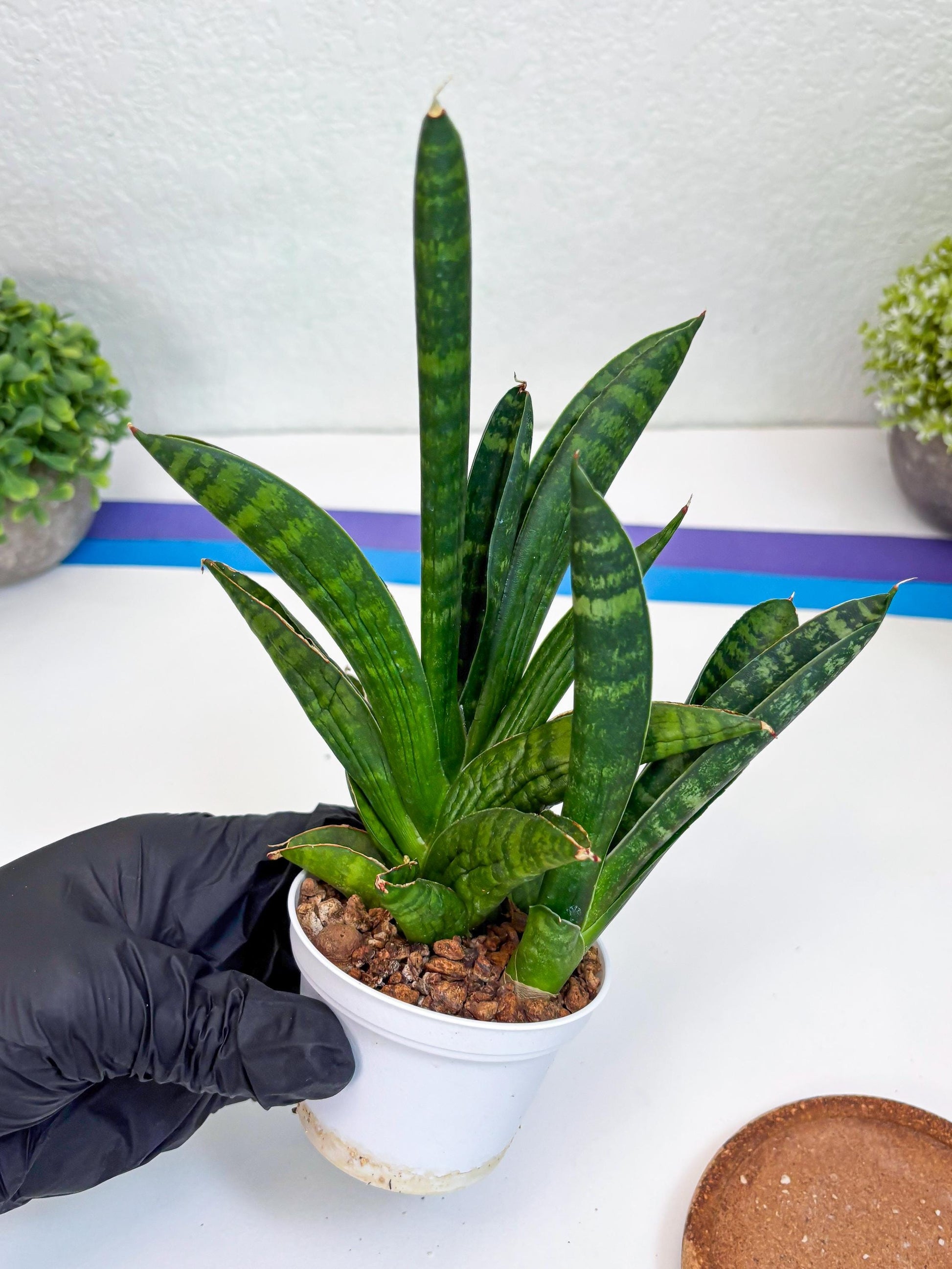 Sansevieria Anjani (Ha5) (p) | Snake Plant