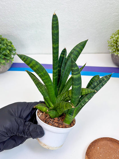 Sansevieria Anjani (Ha5) (p) | Snake Plant