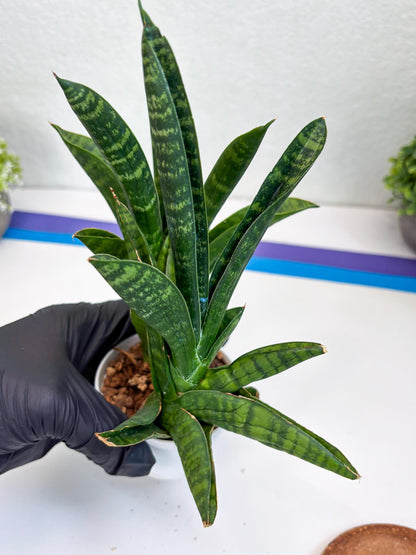 Sansevieria Anjani (Ha5) (y) | Snake Plant