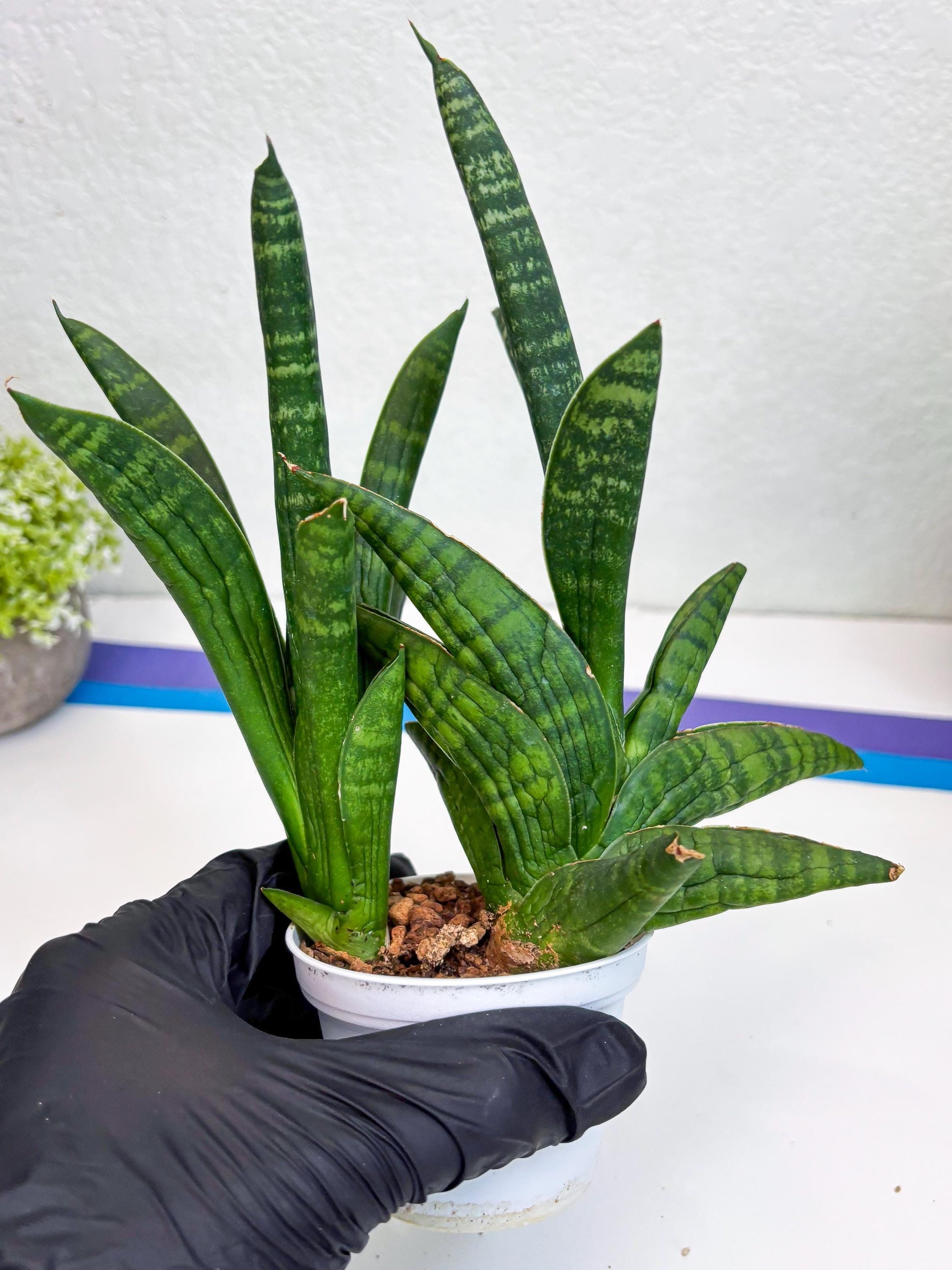 Sansevieria Anjani (Ha5) (y) | Snake Plant