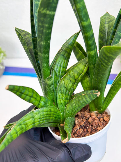 Sansevieria Anjani (Ha5) (y) | Snake Plant