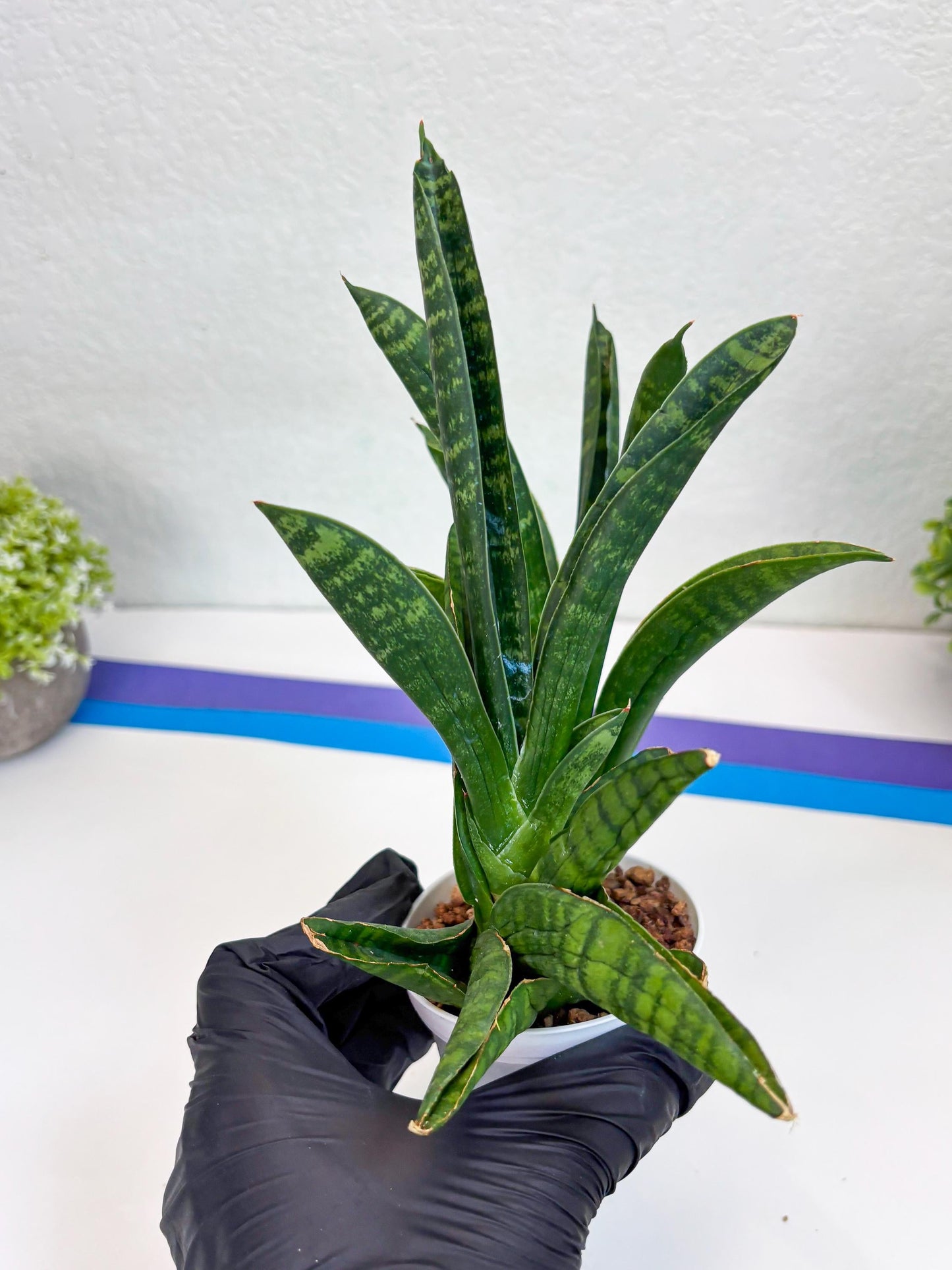 Sansevieria Anjani (Ha5) (y) | Snake Plant