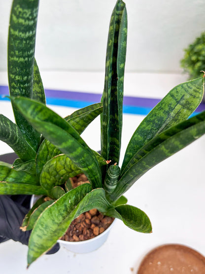 Sansevieria Anjani (Ha5) (y) | Snake Plant