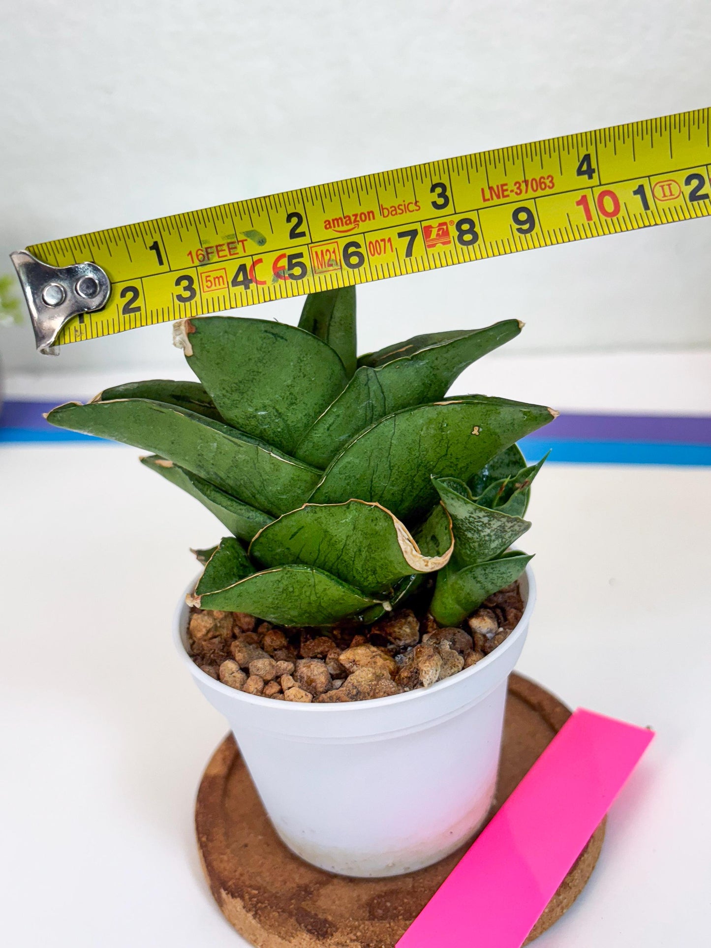 Sansevieria Dewa (H9) | Very Hard to Import | Dwarf hybrids