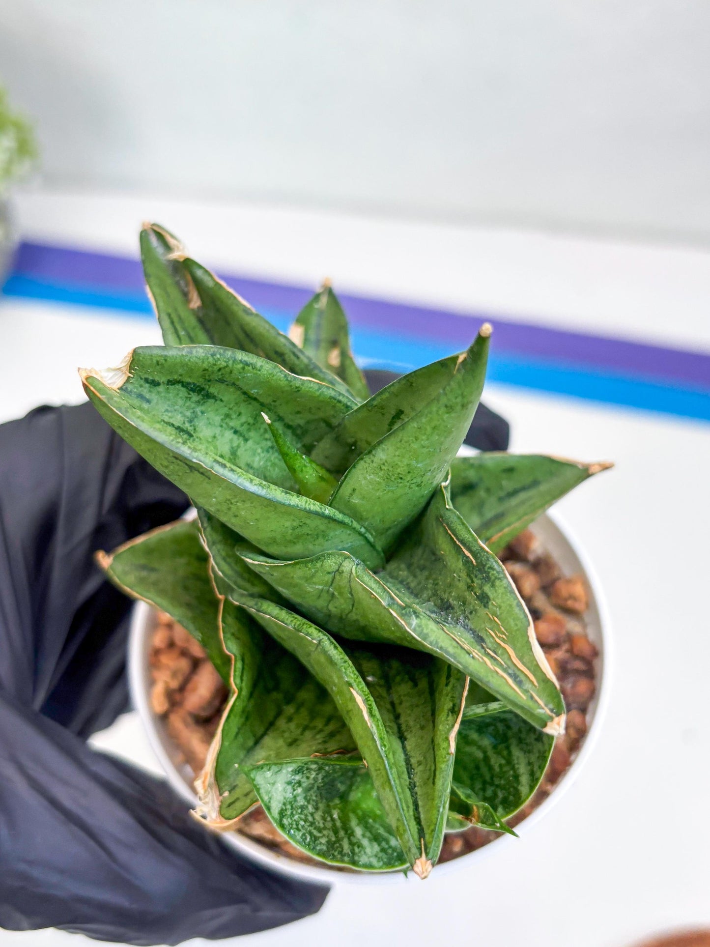 Sansevieria Dewa (H9) | Very Hard to Import | Dwarf hybrids
