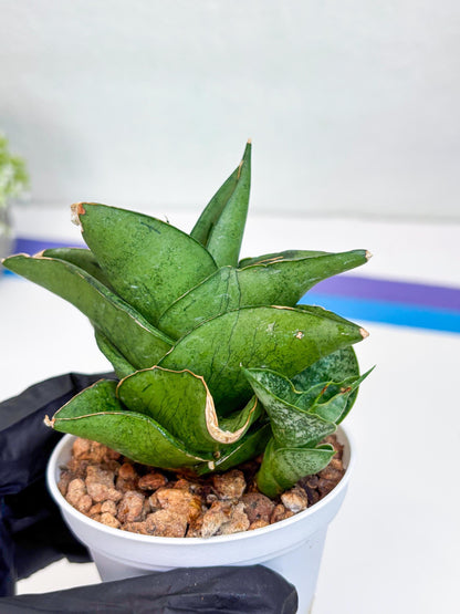 Sansevieria Dewa (H9) | Very Hard to Import | Dwarf hybrids