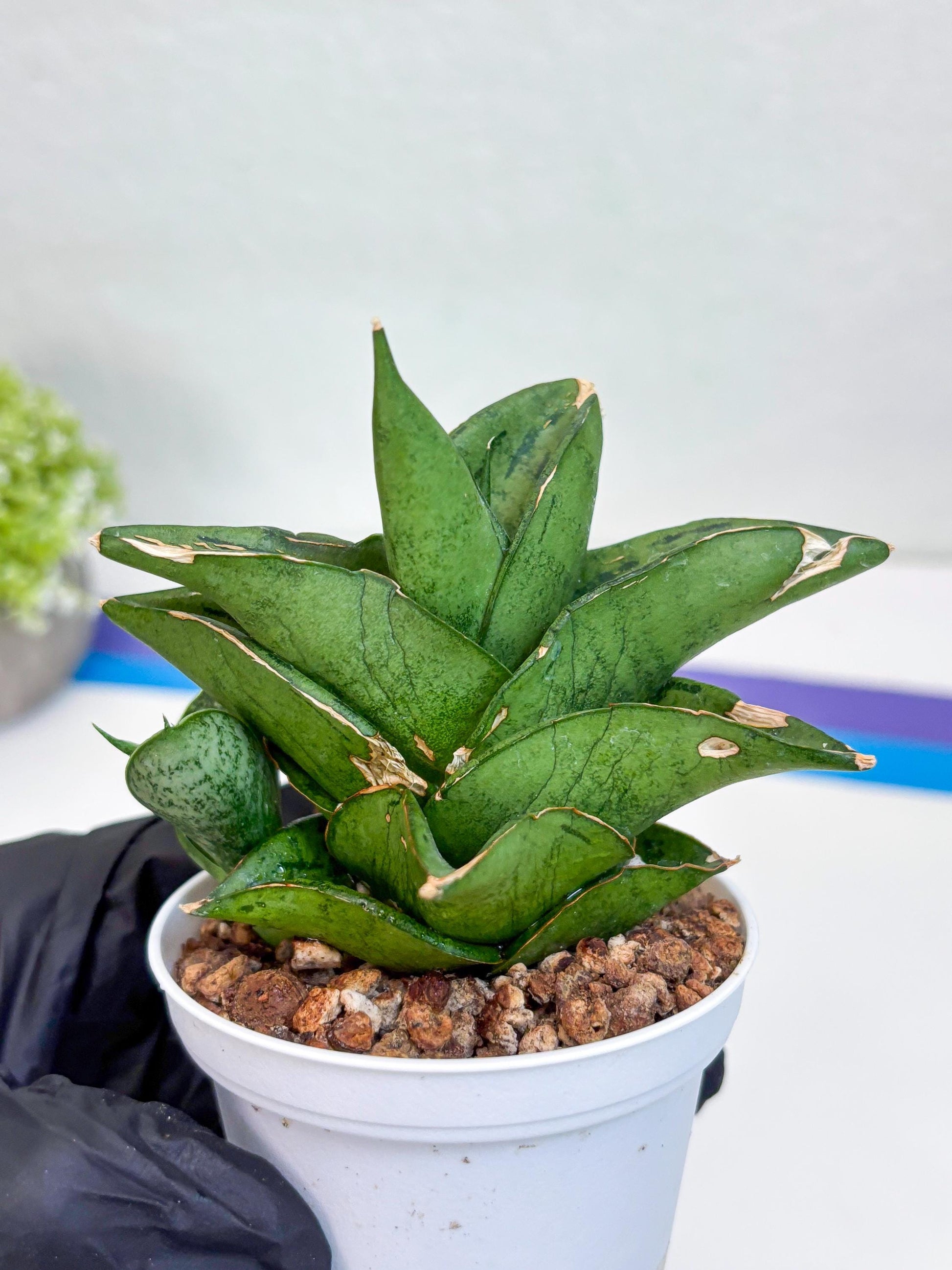 Sansevieria Dewa (H9) | Very Hard to Import | Dwarf hybrids