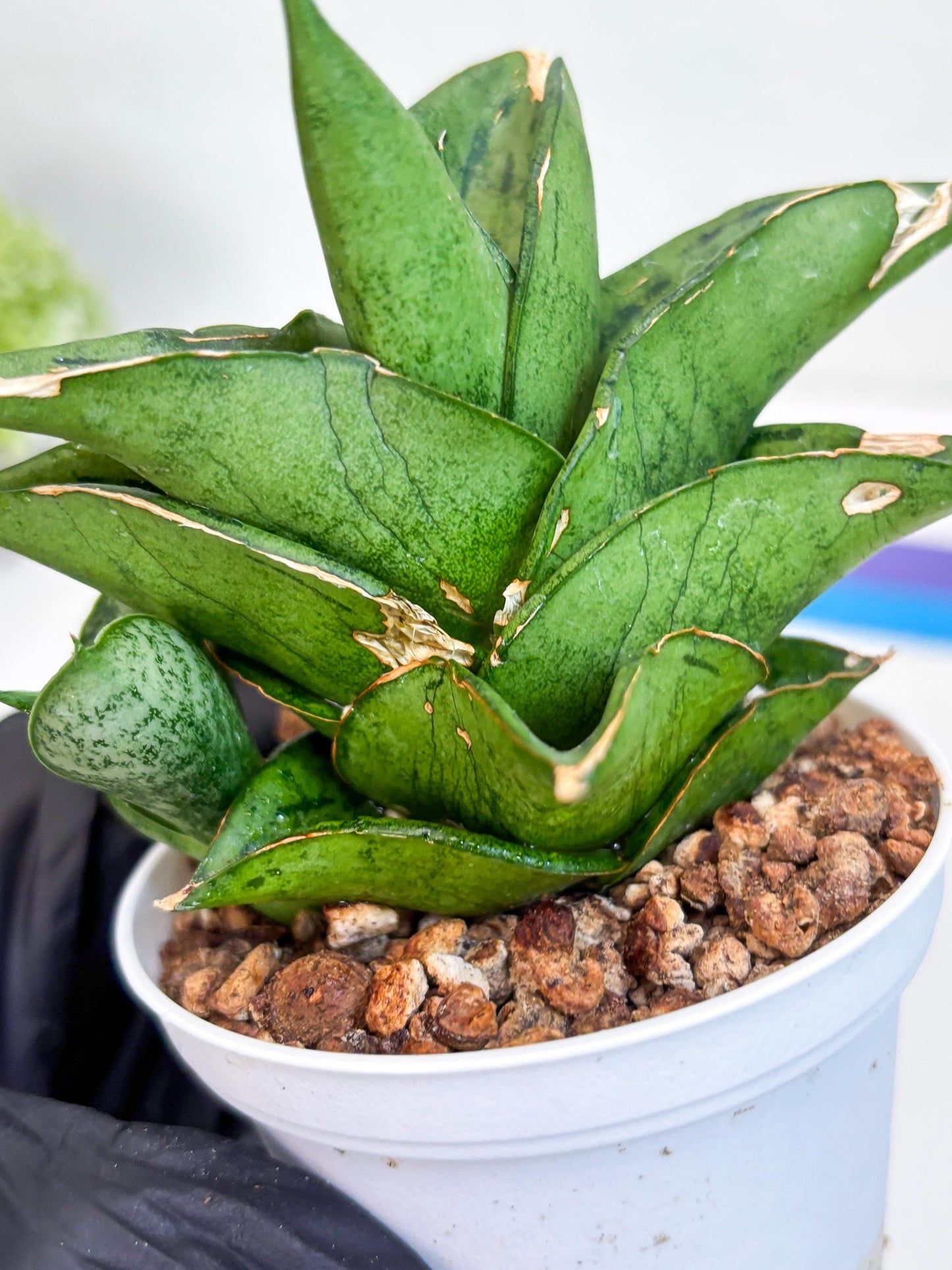 Sansevieria Dewa (H9) | Very Hard to Import | Dwarf hybrids