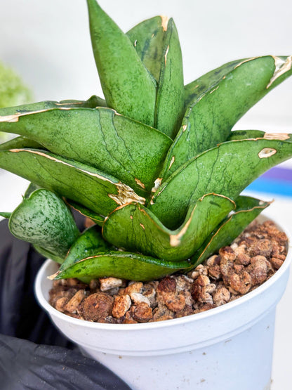 Sansevieria Dewa (H9) | Very Hard to Import | Dwarf hybrids