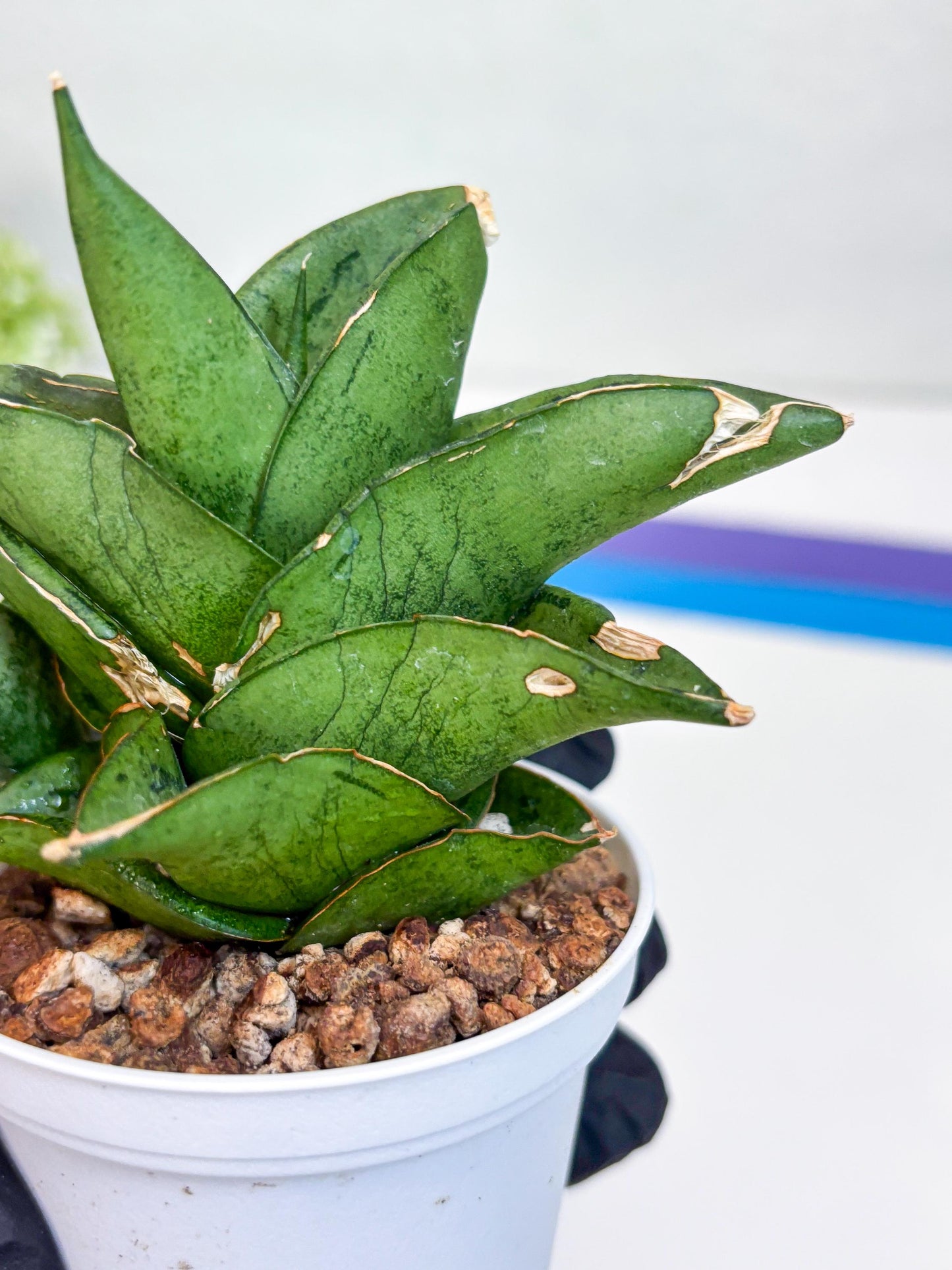 Sansevieria Dewa (H9) | Very Hard to Import | Dwarf hybrids