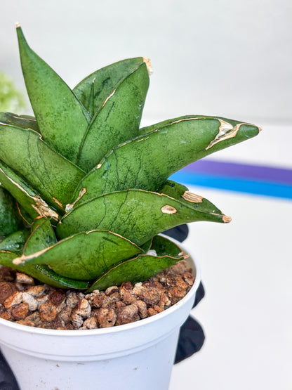 Sansevieria Dewa (H9) | Very Hard to Import | Dwarf hybrids