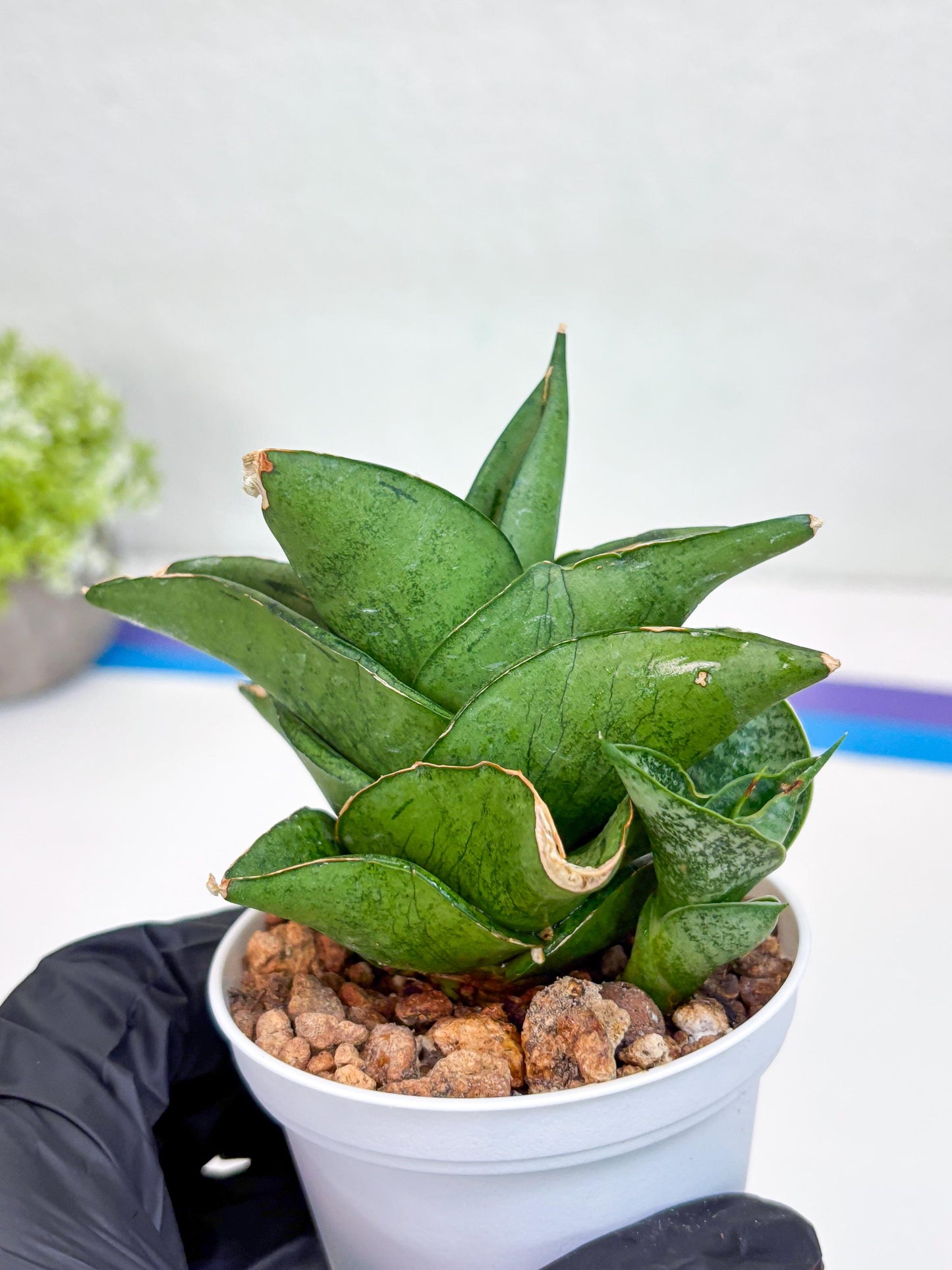 Sansevieria Dewa (H9) | Very Hard to Import | Dwarf hybrids