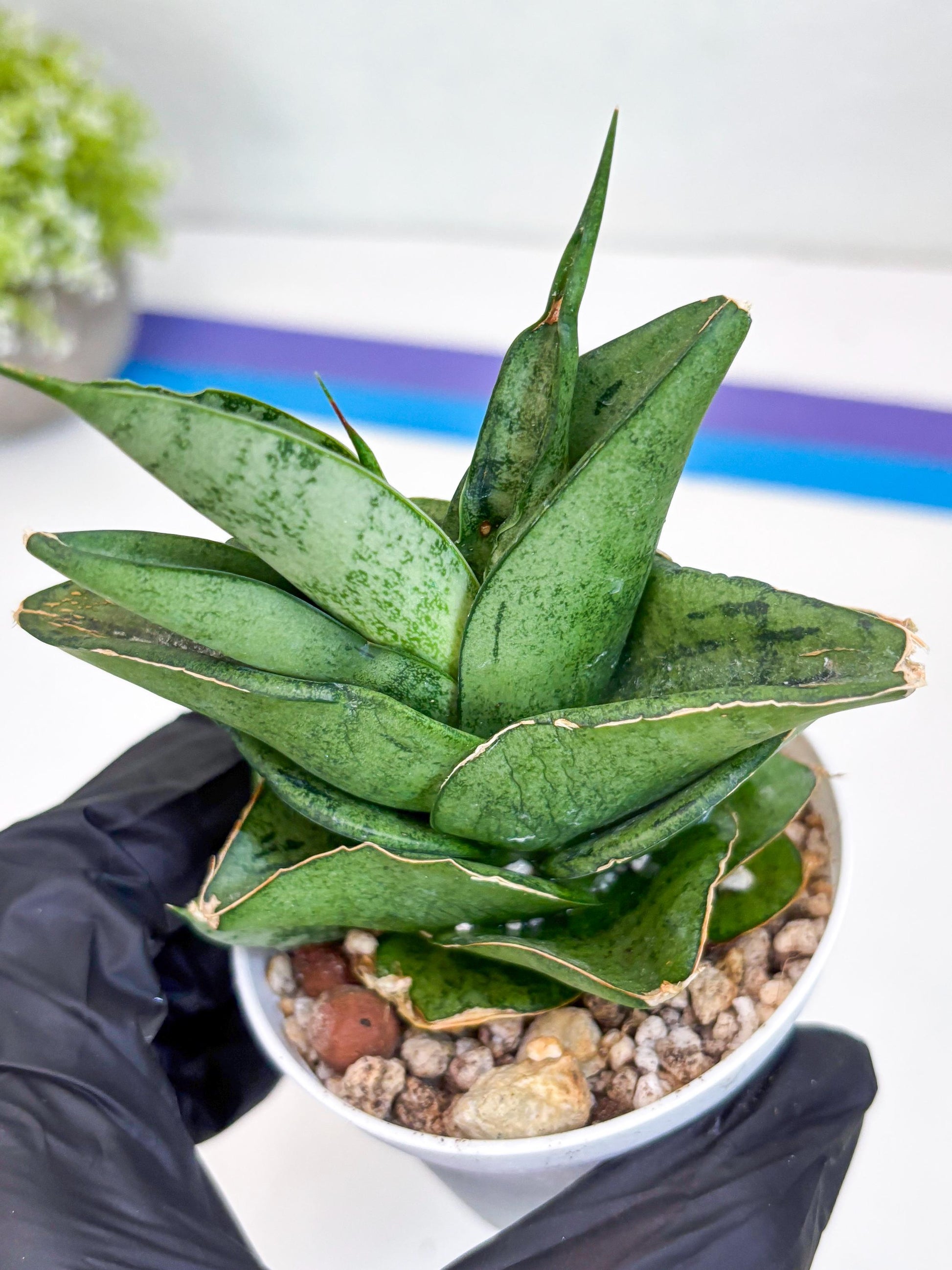 Sansevieria Dewa (Ha9) (y) | Very Hard to Import | Dwarf hybrids