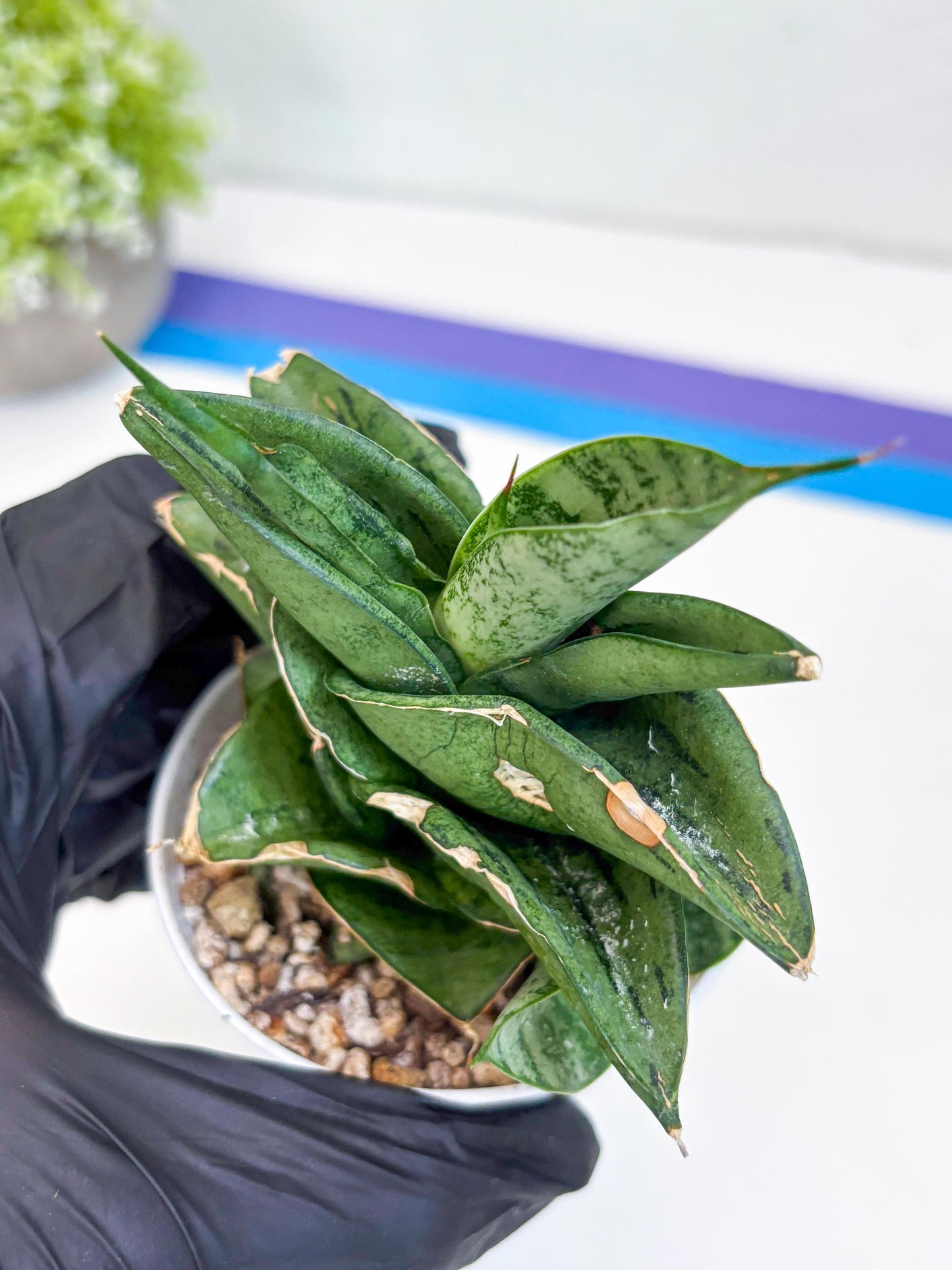 Sansevieria Dewa (Ha9) (y) | Very Hard to Import | Dwarf hybrids