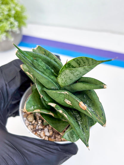 Sansevieria Dewa (Ha9) (y) | Very Hard to Import | Dwarf hybrids