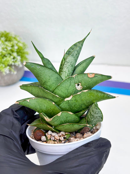 Sansevieria Dewa (Ha9) (y) | Very Hard to Import | Dwarf hybrids