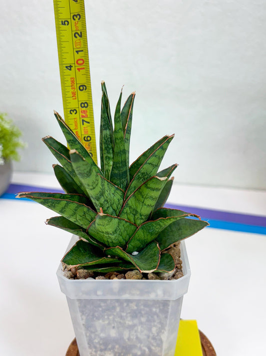 Sansevieria Asancaya (#H11) | Imported Plants | Rare Hybrid Species