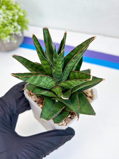 Sansevieria Asancaya (#H11) | Imported Plants | Rare Hybrid Species